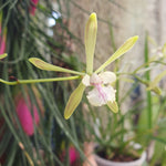 Encyclia guatemalensis