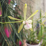 Encyclia guatemalensis