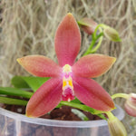 Phalaenopsis (tetrasambo x tying shin fly eagle) x kenanga x (jennifer palermo x happy eagle)