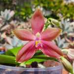 Phalaenopsis (tetrasambo x tying shin fly eagle) x kenanga x (jennifer palermo x happy eagle)