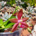 Phalaenopsis (tetrasambo x tying shin fly eagle) x kenanga x (jennifer palermo x happy eagle)