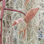 Gongora citrina