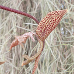 Gongora citrina