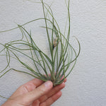 Tillandsia butzii L
