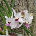 Vanda Bayrisch Blau
