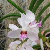 Vanda Bayrisch Blau
