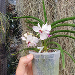 Vanda Bayrisch Blau