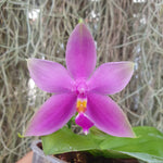 Phalaenopsis violacea