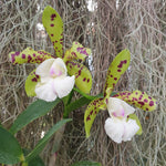 Cattleya Yns Green Leopard