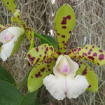 Cattleya Yns Green Leopard