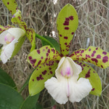 Cattleya Yns Green Leopard