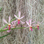 Arachnis labrosa x holcoossum kimballianum