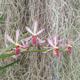 Arachnis labrosa x holcoossum kimballianum