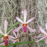 Arachnis labrosa x holcoossum kimballianum