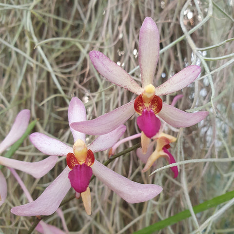 Arachnis labrosa x holcoossum kimballianum