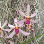 Arachnis labrosa x holcoossum kimballianum