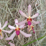 Arachnis labrosa x holcoossum kimballianum