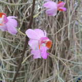 Phalaenopsis pulcherimma  marmorata mottled leave