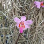Phalaenopsis pulcherimma  marmorata mottled leave