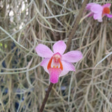 Phalaenopsis pulcherimma  marmorata mottled leave