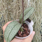 Phalaenopsis pulcherimma  marmorata mottled leave