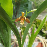 Encyclia livida