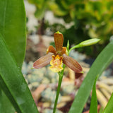 Encyclia livida