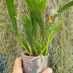 Encyclia livida