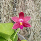 Phalaenopsis Phoenix Girl x Miki Fly Eagle Empire