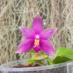 Phalaenopsis violacea "Norton" x YangYang Blue Berry