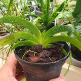 Angraecum leonis
