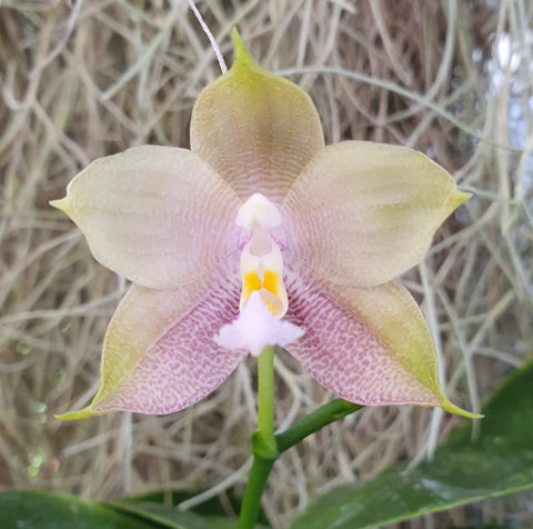 Phalaenopsis Mituo Reflex Blue Bird x Mituo Blue Smurfs