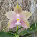 Phalaenopsis Mituo Reflex Blue Bird x Mituo Blue Smurfs