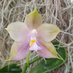 Phalaenopsis Mituo Reflex Blue Bird x Mituo Blue Smurfs