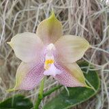 Phalaenopsis Mituo Reflex Blue Bird x Mituo Blue Smurfs