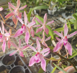 Renanthera vietnamensis x seidenfadenia mitrata alba