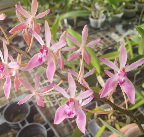Renanthera vietnamensis x seidenfadenia mitrata alba