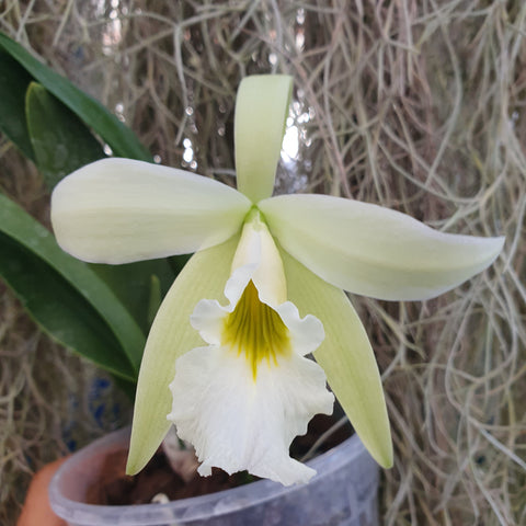 Encyclia Mariae x laelia jongheana alba