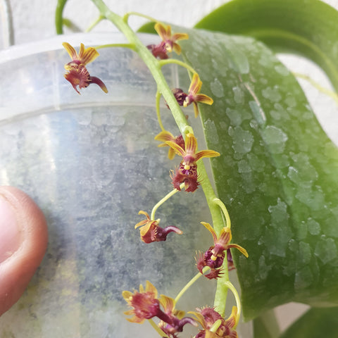 Phalaenopsis difformis