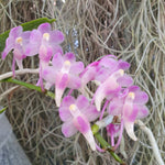 Aerides thibautiana