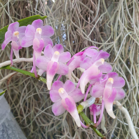 Aerides thibautiana