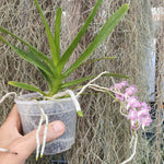 Aerides thibautiana