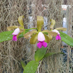 Cattleya guttata semi-alba