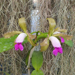 Cattleya guttata semi-alba