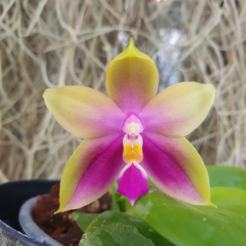 Phalaenopsis Samera