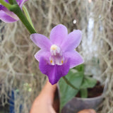 Phalaenopsis Purple Martin