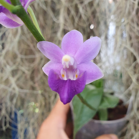 Phalaenopsis Purple Martin