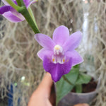 Phalaenopsis Purple Martin