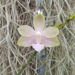 Phalaenopsis Jim