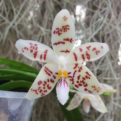 phalaenopsis zebrina